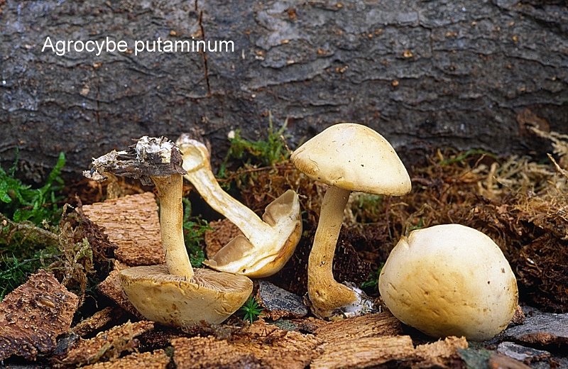 Agrocybe putaminum-amf185.jpg - Agrocybe putaminum ; Syn: Naucoria putaminum ; Nom français: Agrocybe des noyaux